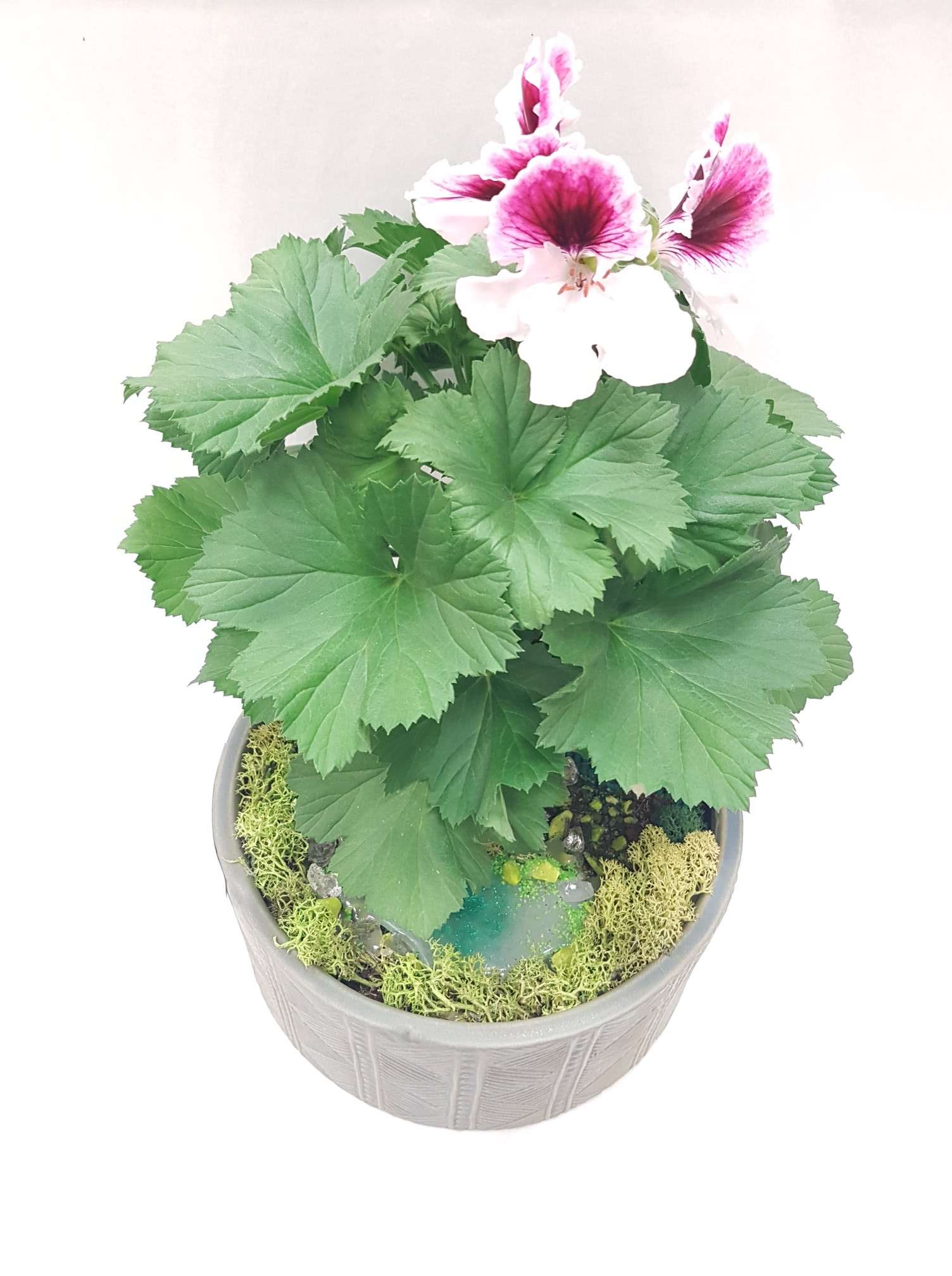 Magnús – Florarium/Regal pelargoniums
