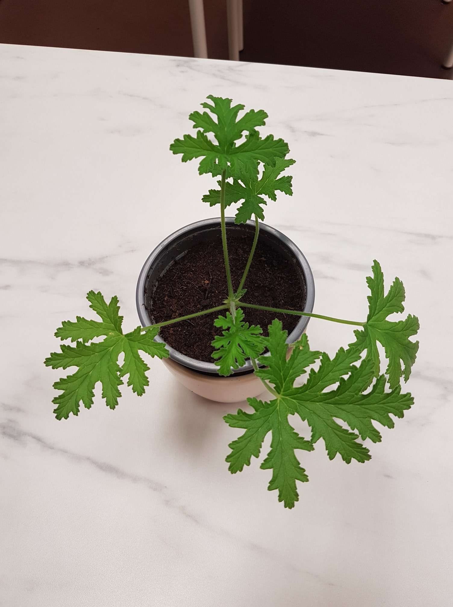 Pelargonium fragrant Mabel Gray/Young starter plant