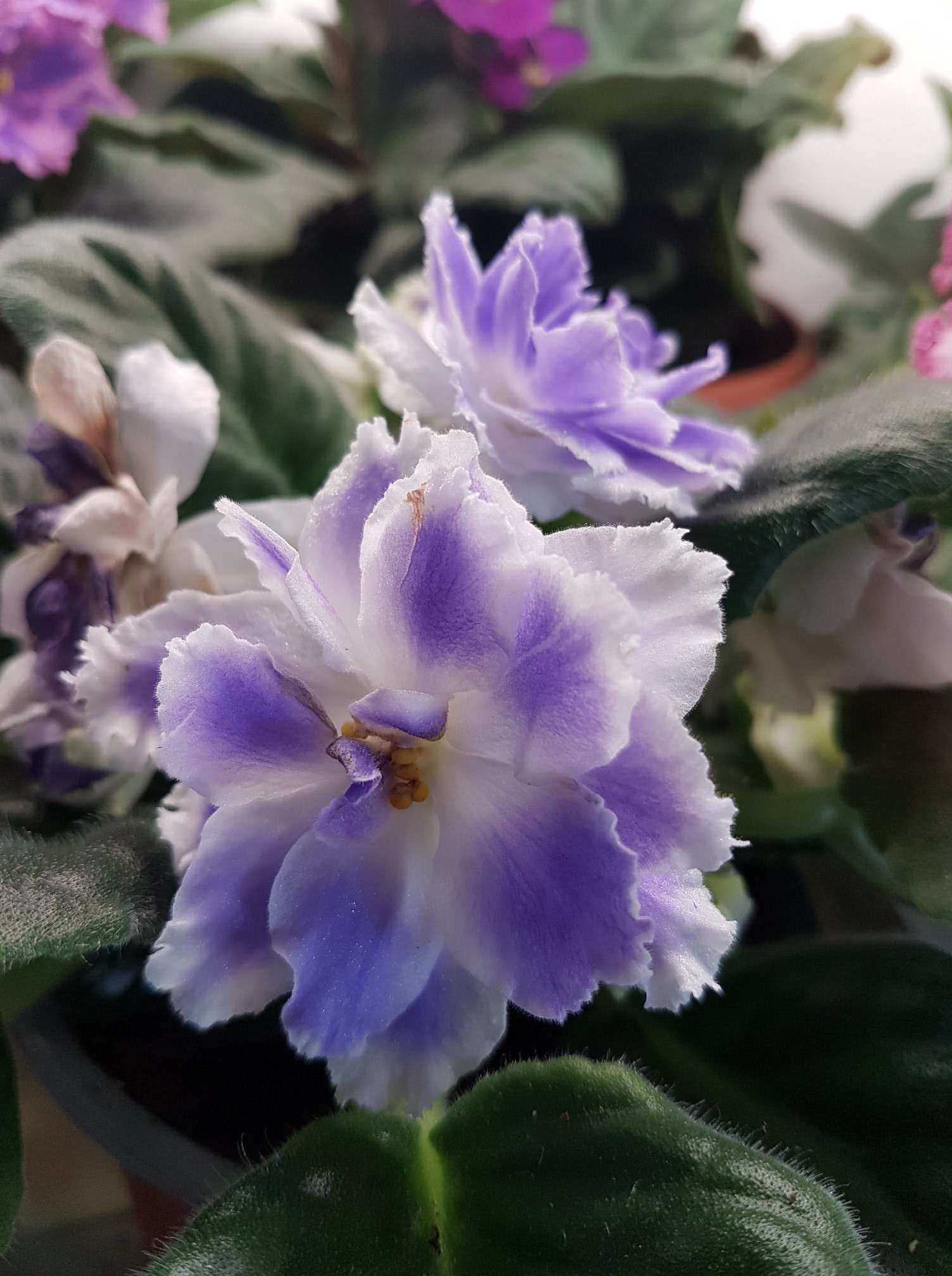 African violet saintpaulia  / RS-  frost /Young starter plant